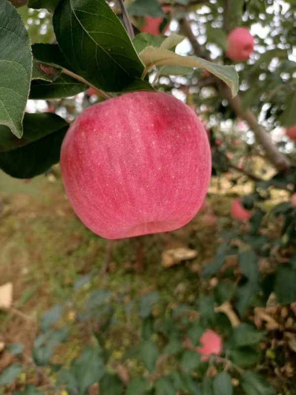 秦脆苹果苗