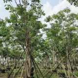 紫花风铃木价格 福建紫花风铃木基地批发