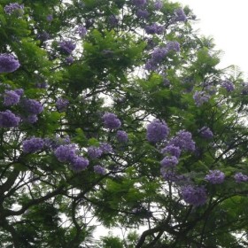 供应蓝花楹苗和蓝花楹简介 广西三角梅苗基地