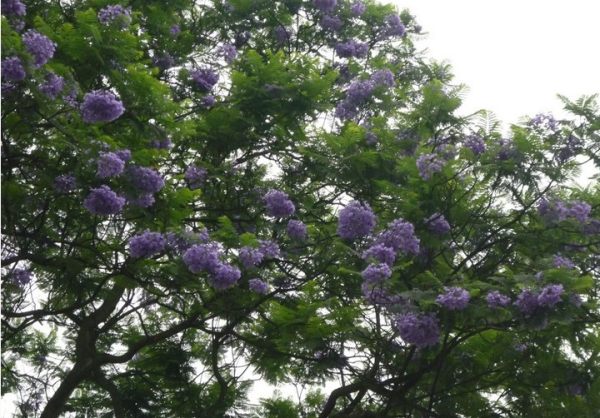 藍花楹 藍花楹苗