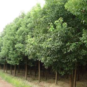 供应香樟苗和芳樟苗 玉林樟木苗和红豆杉苗基地