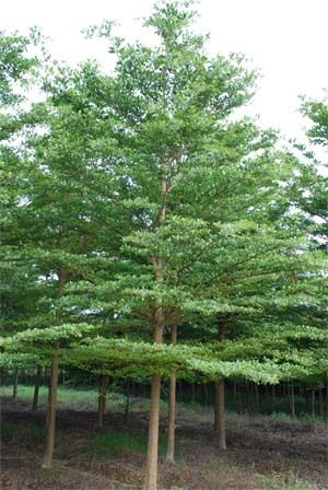 欖仁 沉香苗 大葉欖仁 蜆木苗 小葉榕 紅豆杉苗 大葉榕 高山榕 榕樹