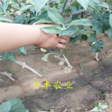 2公分蘋果苗價(jià)格 哪里有2公分水蜜桃蘋果苗 2公分蘋果苗價(jià)格