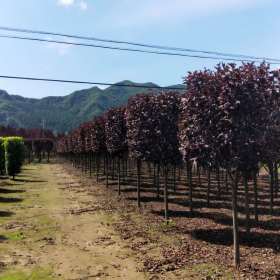 紫叶稠李造型苗价格 紫叶稠李基地直销批发