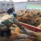 Y字形栽植中秋密蟠桃苗技術(shù) 貴州中秋密蟠桃苗報(bào)價(jià)