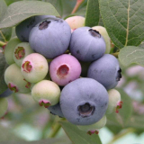 美登蓝莓苗种植基地 大量批发美登蓝莓苗