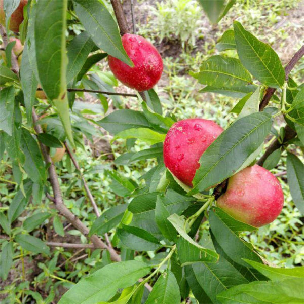 中油16号油桃苗