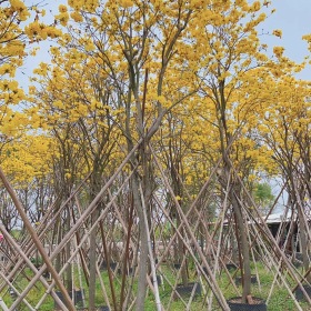 12公分黄花风铃木价格 基地批发直销 黄花风铃木产地