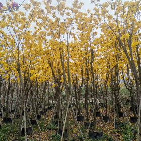 福建黄花风铃木种植基地 广州哪里有黄花风铃木