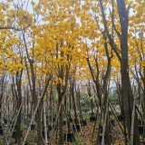 黄花风铃木价格 黄花风铃木基地直销批发