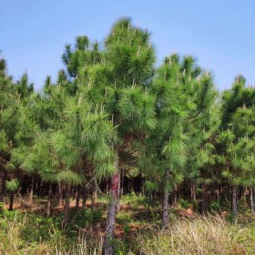 湿地松价格 湿地松基地直销 湿地松批发