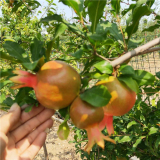 7公分石榴樹苗供應(yīng)基地 種植基地7公分石榴樹苗