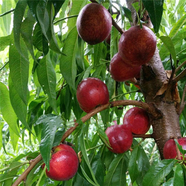 中油19号油桃苗