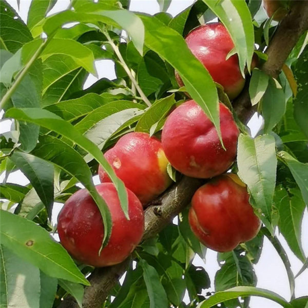 中油19号油桃苗