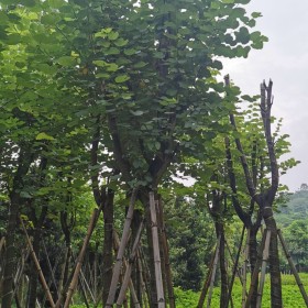 15公分宫粉紫荆价格 广东宫粉紫荆树价格