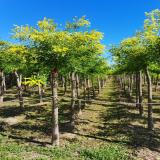 金葉槐種植廠家 河北金葉槐生產基地