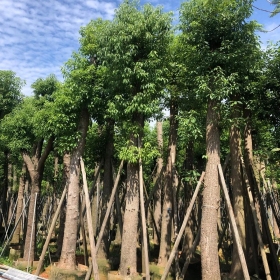 8公分香樟树价格 广东香樟树苗价格