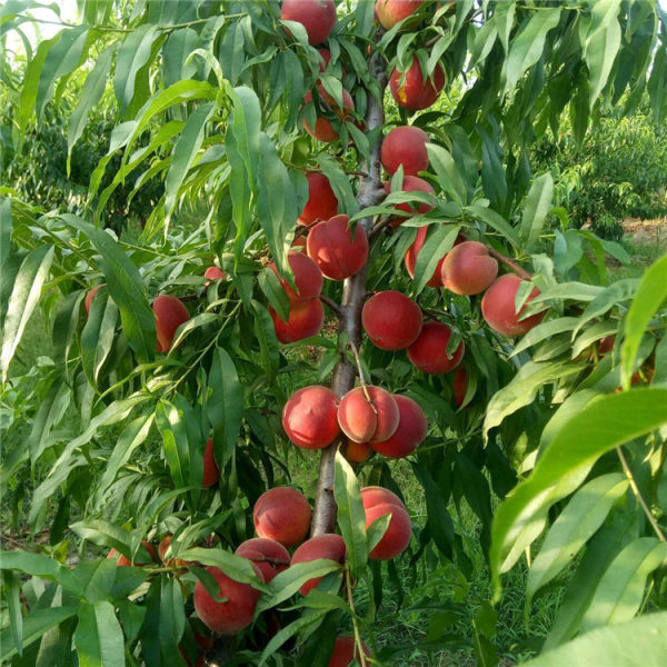 黃金蜜0號(hào)黃桃苗