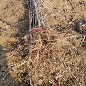 响富苹果苗 响富苹果苗供应 响富苹果苗基地