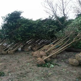 大叶女贞多少钱  大叶女贞苗圃基地