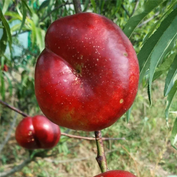 金钱油蟠油蟠桃苗