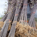 黑色宝石+黑钻苹果品种介绍种植方法