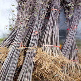 黑色寶石+黑鉆蘋果品種介紹種植方法