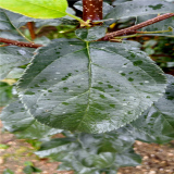 烟富6号苹果生产基地品种介绍及价格