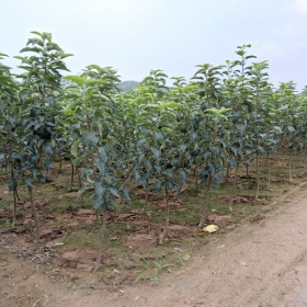 美國蛇果-花牛蘋果生產基地品質介紹