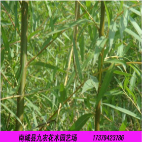 江西美國竹柳價格_供應(yīng)美國竹柳1年小苗 竹柳3號