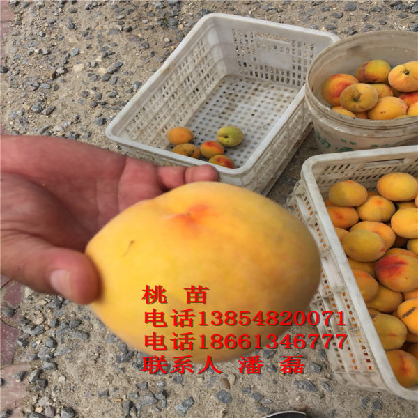 黄桃树苗新品种