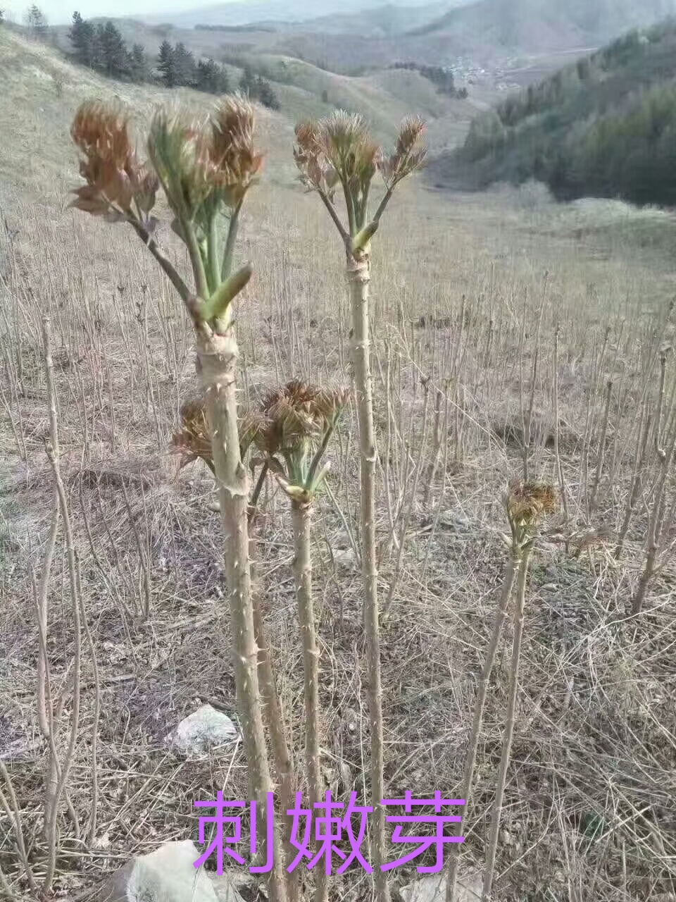 本溪刺嫩芽苗图片