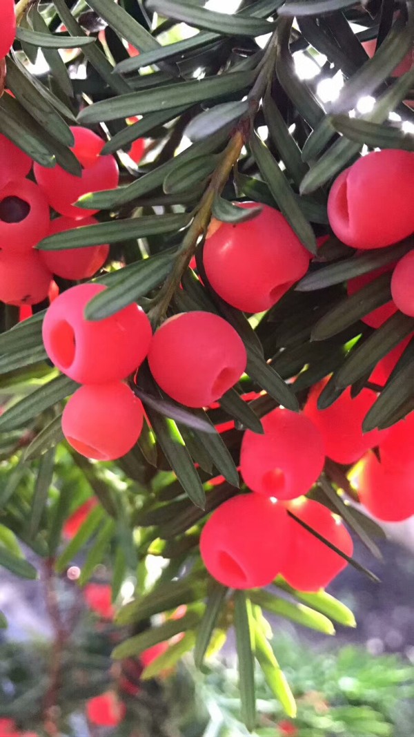 東北紅豆杉