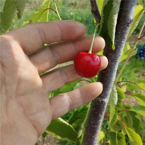 俄罗斯8号含香大