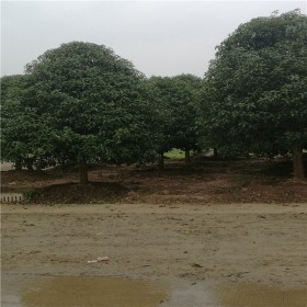 桂花树多少钱一棵   江苏桂花树基地批发