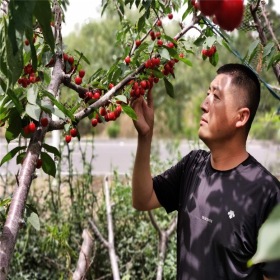 黑珍珠樱桃苗价格 品种介绍