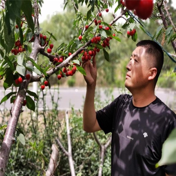 黑珍珠樱桃苗