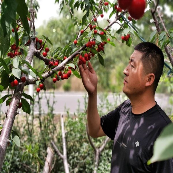 岱红樱桃苗