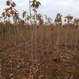 吉塞拉根系鲁樱3号樱桃树苗种植技术