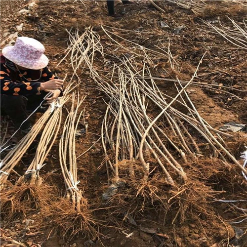 矮化鲁樱3号樱桃苗