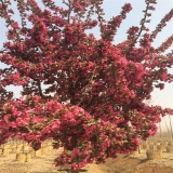 工程庭院綠化紅寶石海棠樹(shù) 紅寶石海棠哪里有賣