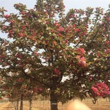 紅寶石海棠一棵多少錢  紅寶石海棠供應(yīng)