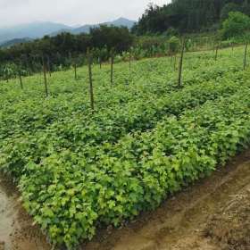 一年生枫香小苗价格 地径2公分枫香小苗上车价