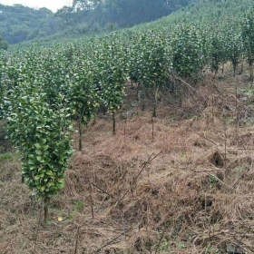 茶花樹市場價格 江蘇茶花樹基地批發(fā)價格