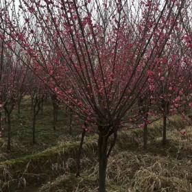 5公分紅梅多少錢一棵 江蘇5公分紅梅基地價格