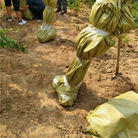 高杆石榴树 盆景石榴树 哪里买高杆酸石榴树