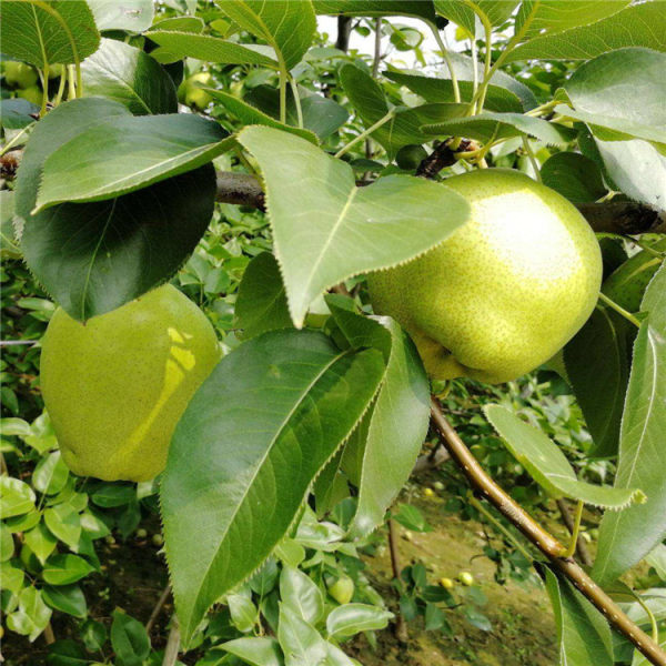 山農(nóng)酥梨梨苗