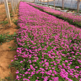 江苏红花酢浆草苗圃基地  红花醡桨草报价