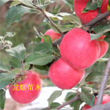 蜜脆蘋(píng)果蘋(píng)果苗開(kāi)花后如何管理