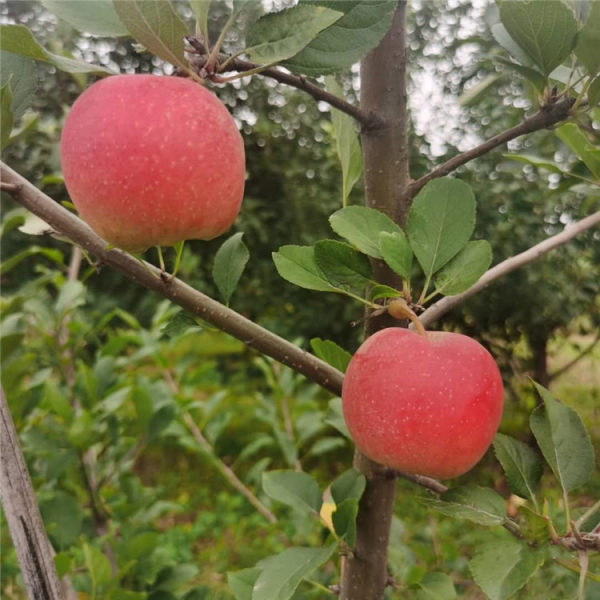 爱妃苹果苹果苗